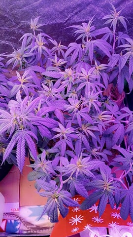 Purple Plum Perfect 💜 & 2 Grape Runtz 🍇 Mainlining garden.  — vegetative, day 97
