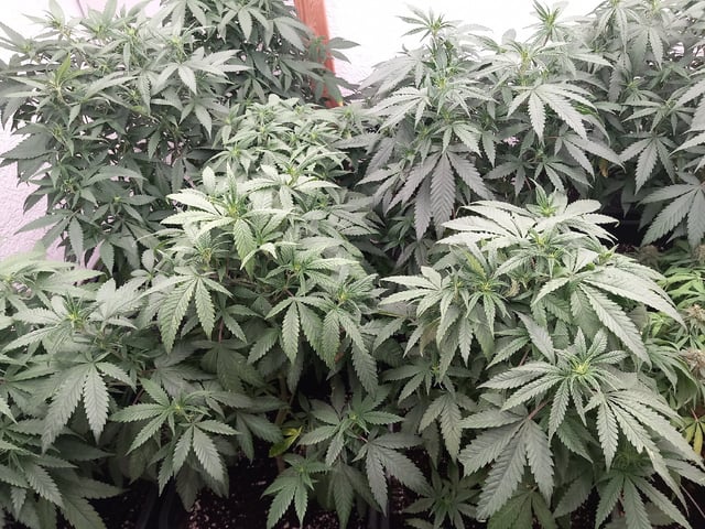 10x Critical Feminisiert from Ganjafarmerseeds  — flower, day 75