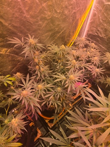 fruitstripe-x-breathworks VS Tropical cherry vs kush cake. vs og haze — flower, day 97