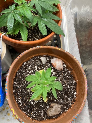 kush — vegetative, day 16