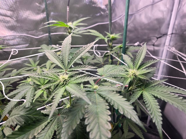 Looking for advice! — flower, day 62