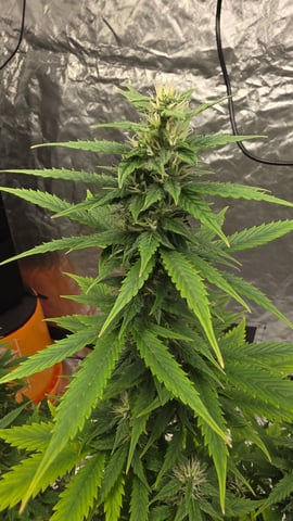 Beginner - My first grow has been an incredible experience so far! — flower, day 65