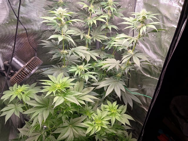 Gorilla Sherbert Feminized From Blimburn Seeds  — flower, day 58