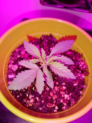 Gorilla Faster  — vegetative, day 18