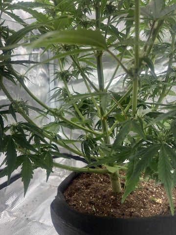 Indoor — flower, day 42