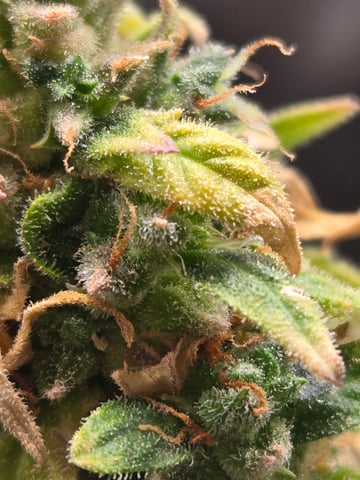 1st Grow — flower, day 114