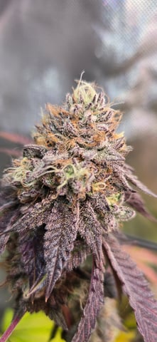 Looking for advice! — flower, day 98