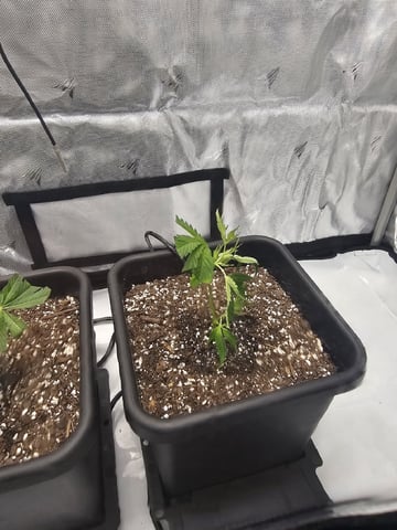 First Grow — vegetative, day 1