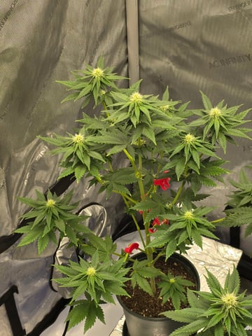 Homegrown - 🍒 🥧 & GSC Auto, 🚀 Seeds 🍌 Buttercups  — flower, day 51