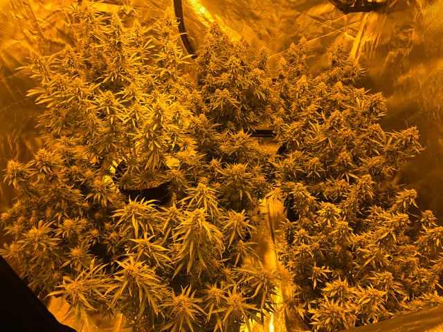 2nd Autoflower Indoor Grow — flower, day 90