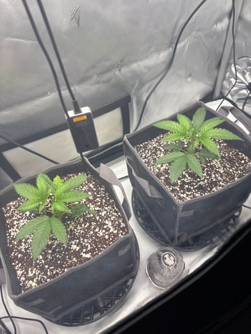 northern lights — vegetative, day 1