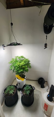 1st grow Dr. Nefario — vegetative, day 66