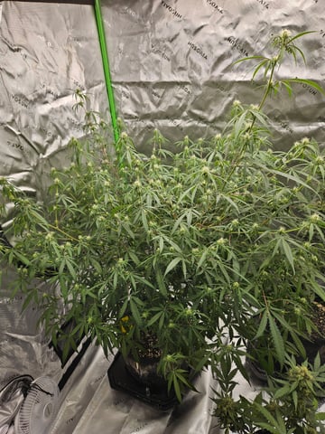Sour Patch Kids — flower, day 2