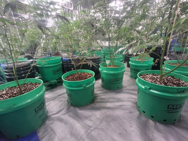 Astro cheese — flower, day 105