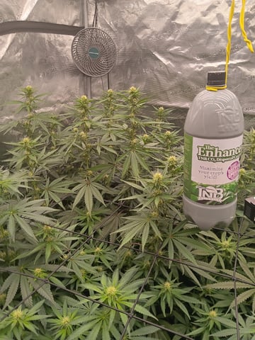 Master Kush — flower, day 90