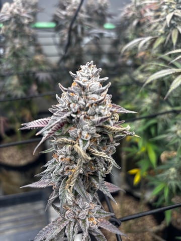 Pink Passion Fruit — flower, day 118