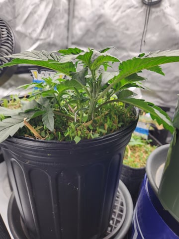 Mephisto Apple Crush in Nature's Living Soil  — vegetative, day 30