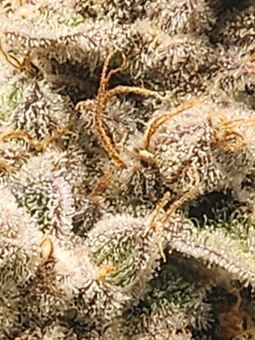 Another round of Mephisto Genetics from Schoolyard Crush and Do-si-delirium drops. — flower, day 85