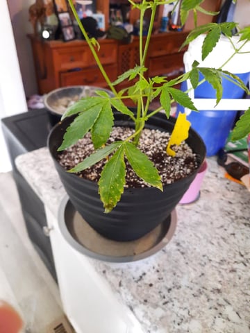 Blackberry kush — vegetative, day 52