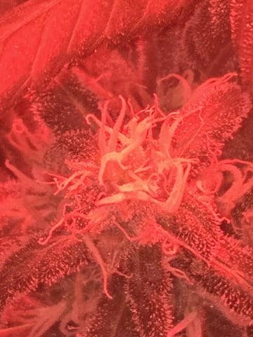 first grow second plant  — flower, day 97
