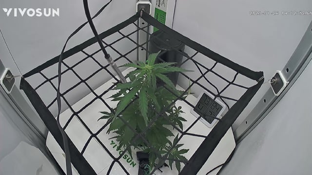 Mindfield - with Girl Scout Cookies (auto) — vegetative, day 10