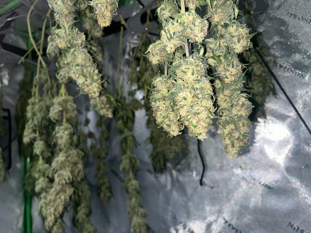 Blue Dream Photos — flower, day 114