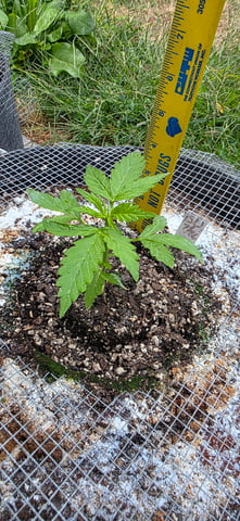 Let's just leave these right here! — seedling_rooting, day 26