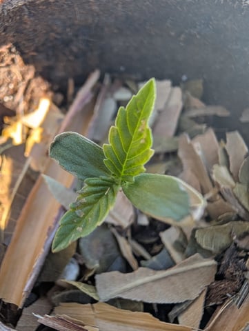 Galicane Fem — germination, day 10