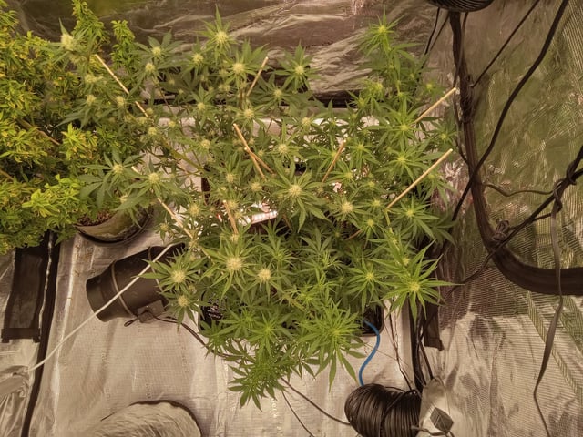 5 Autos — grow_setup, day 20
