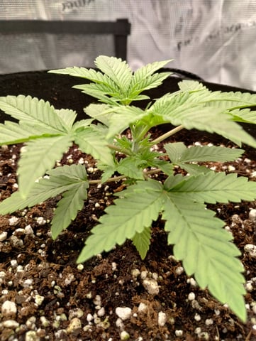 First grow — vegetative, day 24