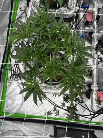 First Grow (Hydro) — vegetative, day 69