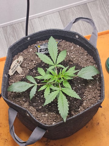 Mango Runtz — seedling_rooting, day 29