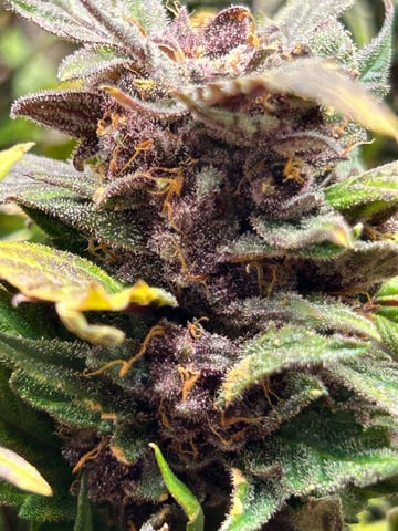 Vanna's Vanilla — auto, day 82