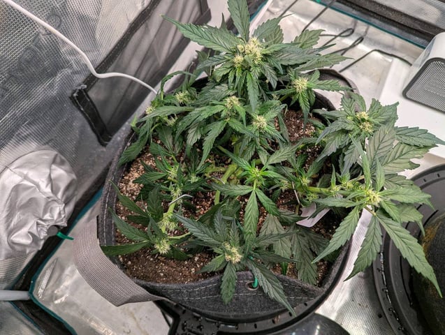 2025 EOY Grow — flower, day 43