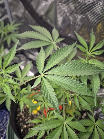 Grow 1 2026 Gelato Rainbow Sherbert  — vegetative, day 44