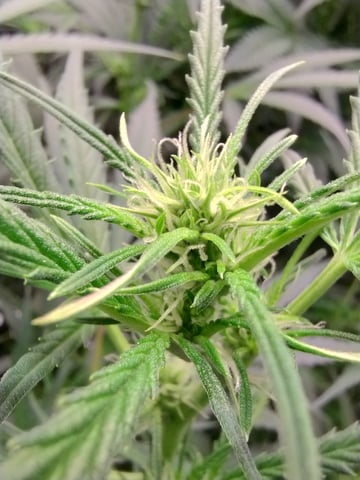 First grow — flower, day 57