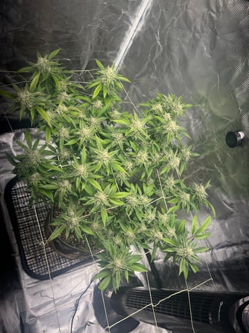 CANDYLAND — flower, day 145