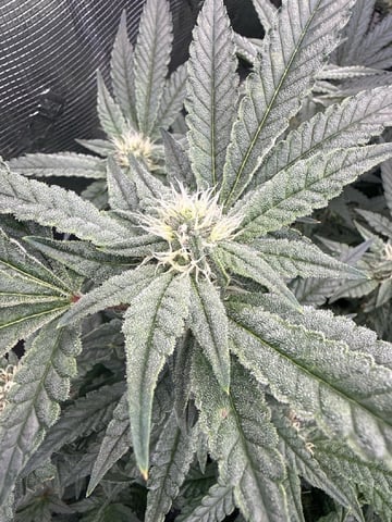 exotic genetix / beleaf cut white truffle  — flower, day 27