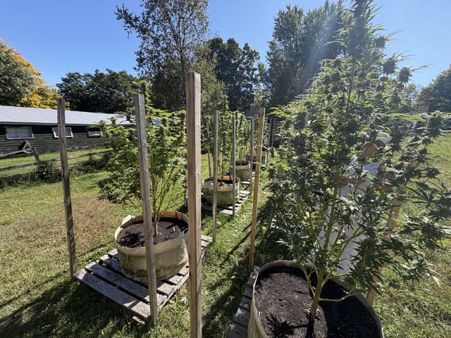2026 Grow — flower, day 96