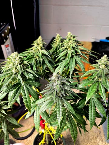 Homegrown - 🍒 🥧 & GSC Auto, 🚀 Seeds 🍌 Buttercups  — flower, day 68