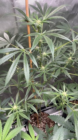 Current Grow — flower, day 6