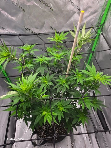 First Time — flower, day 27