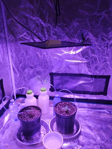 my first time growing in a grow tent  — seedling_rooting, day 6