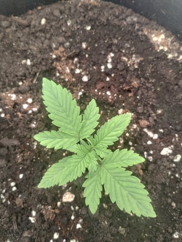 First grow — vegetative, day 16