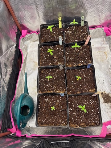 Grow #2 2x2x4 — seedling_rooting, day 17