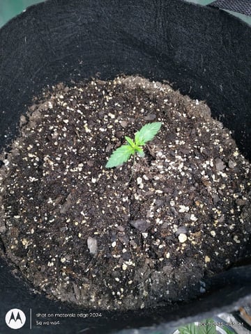 Grow Budz — seedling_rooting, day 6