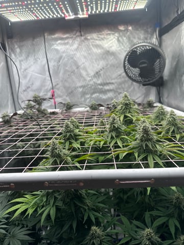 Grow#2 — flower, day 74