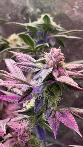 1st Ever Grow (Fat Bastard)(RDWC)  — flower, day 142