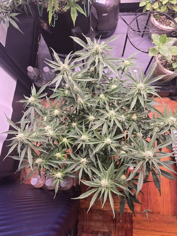 1st Auto Grow (LSD + BrB) - 1st indoor Grow — flower, day 55