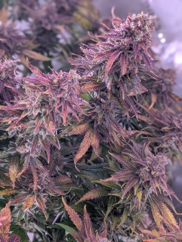 Golden Goat — flower, day 42